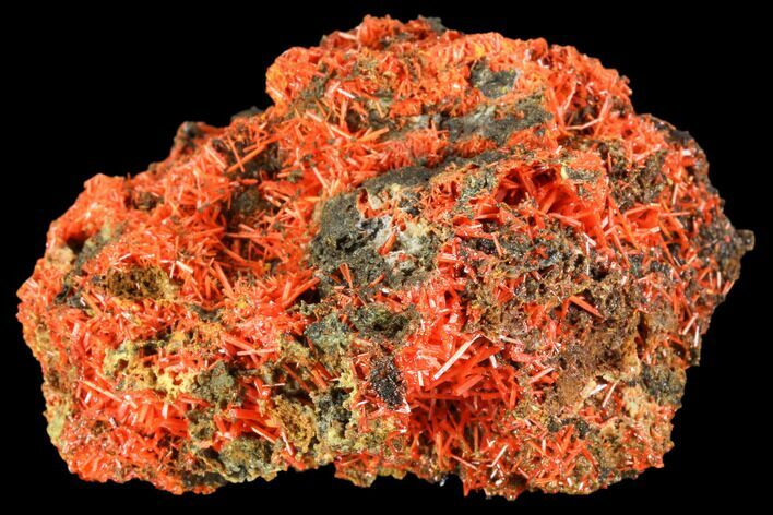 Bright Orange Crocoite Crystal Cluster - Tasmania #106802
